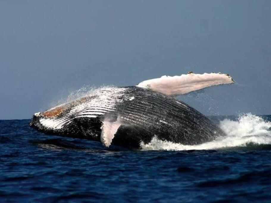 Вілла Whales & Waves Германус Екстер'єр фото